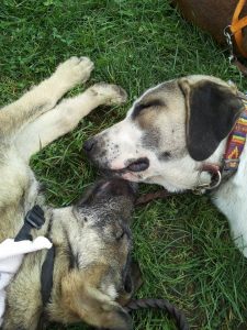 10612603_1521971344681244_3562845649330667615_n