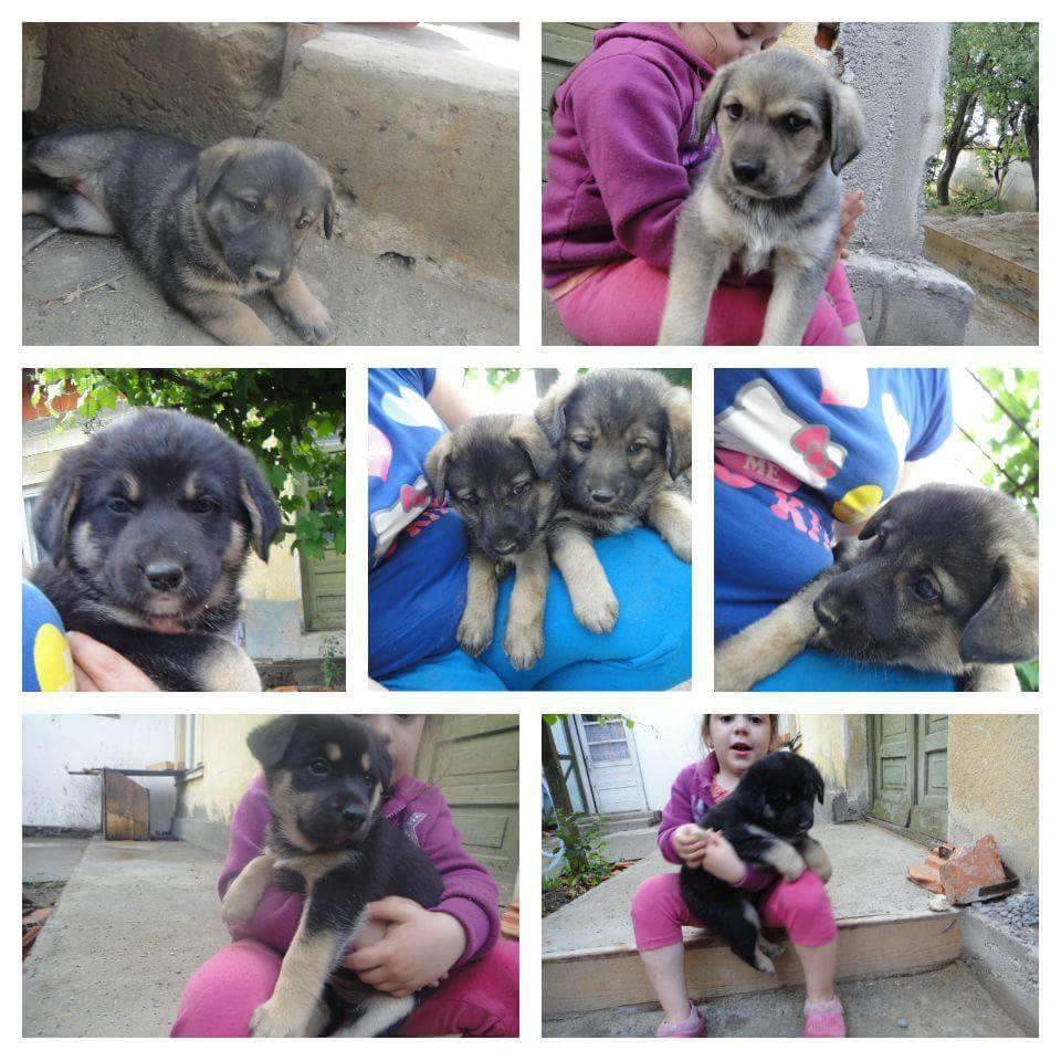 Adopt a puppy today at dog event in Satu Mare city