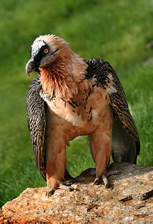 Bartgeier_Gypaetus_barbatus_front_Richard_Bartz