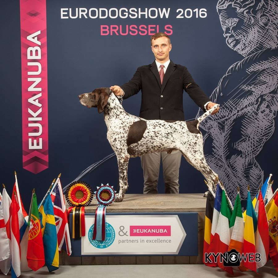 dog show4078830984648059933_n