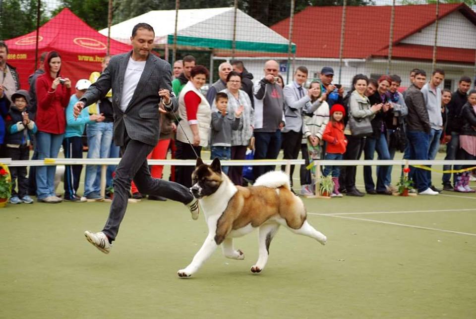 dracula dog show849559_4914656105847212027_n