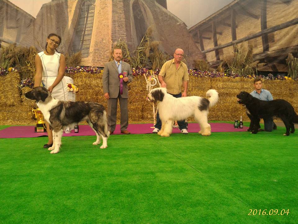 dracula dog804604708088134_n