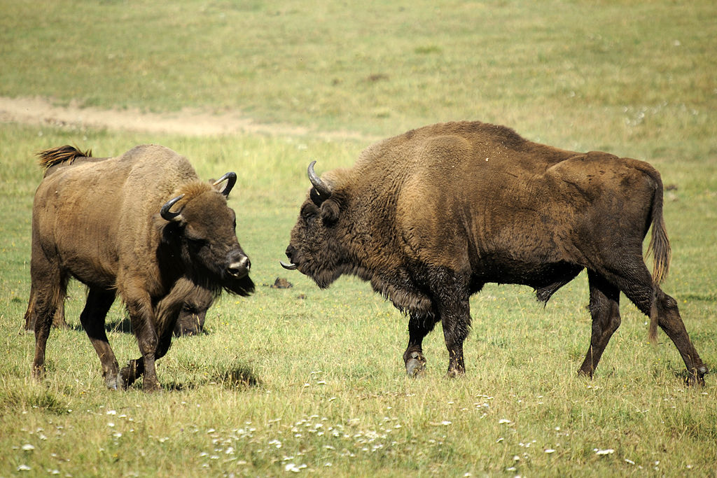 european_bisons