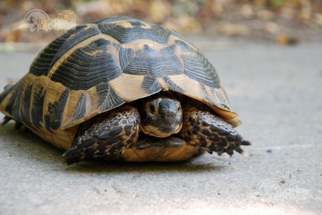 testoasa_dobrogeana_1