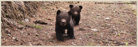 content-bear02