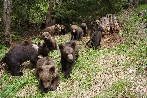 Adopt a baby bear and save the bear&nbsp;orphanage!