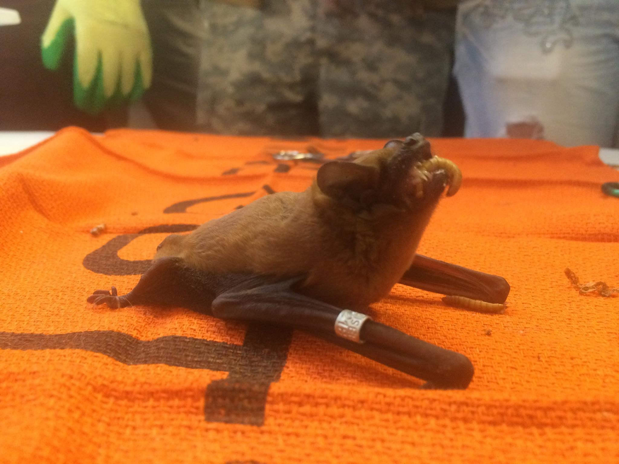 11260417_1030053453727965_170200891064700998_o