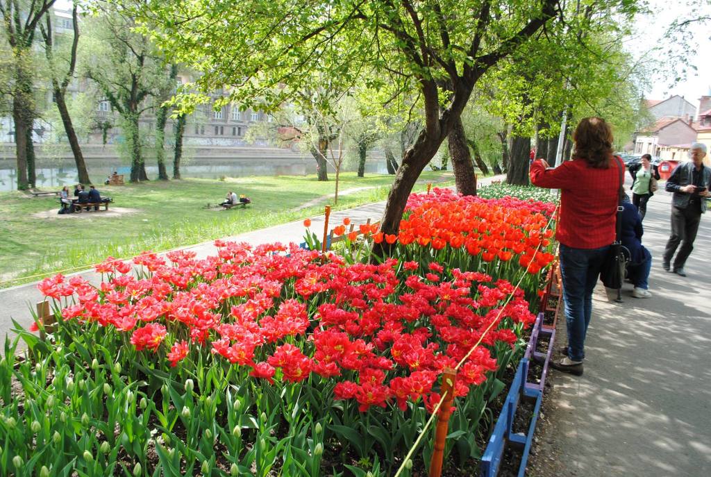 Florist plants 27,000 tulips in the centre of Oradea at his own&nbsp;expense