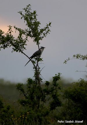 A new species of cuckoo discovered in&nbsp;Romania