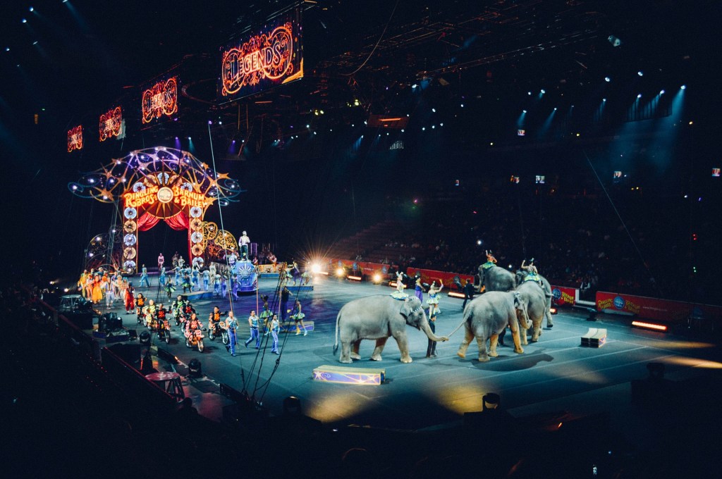 Romania bans wild animals in&nbsp;circuses